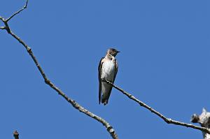 080 Swallow, Northern Roubh-winged, 2023-06013341 River Bend Farm, MA